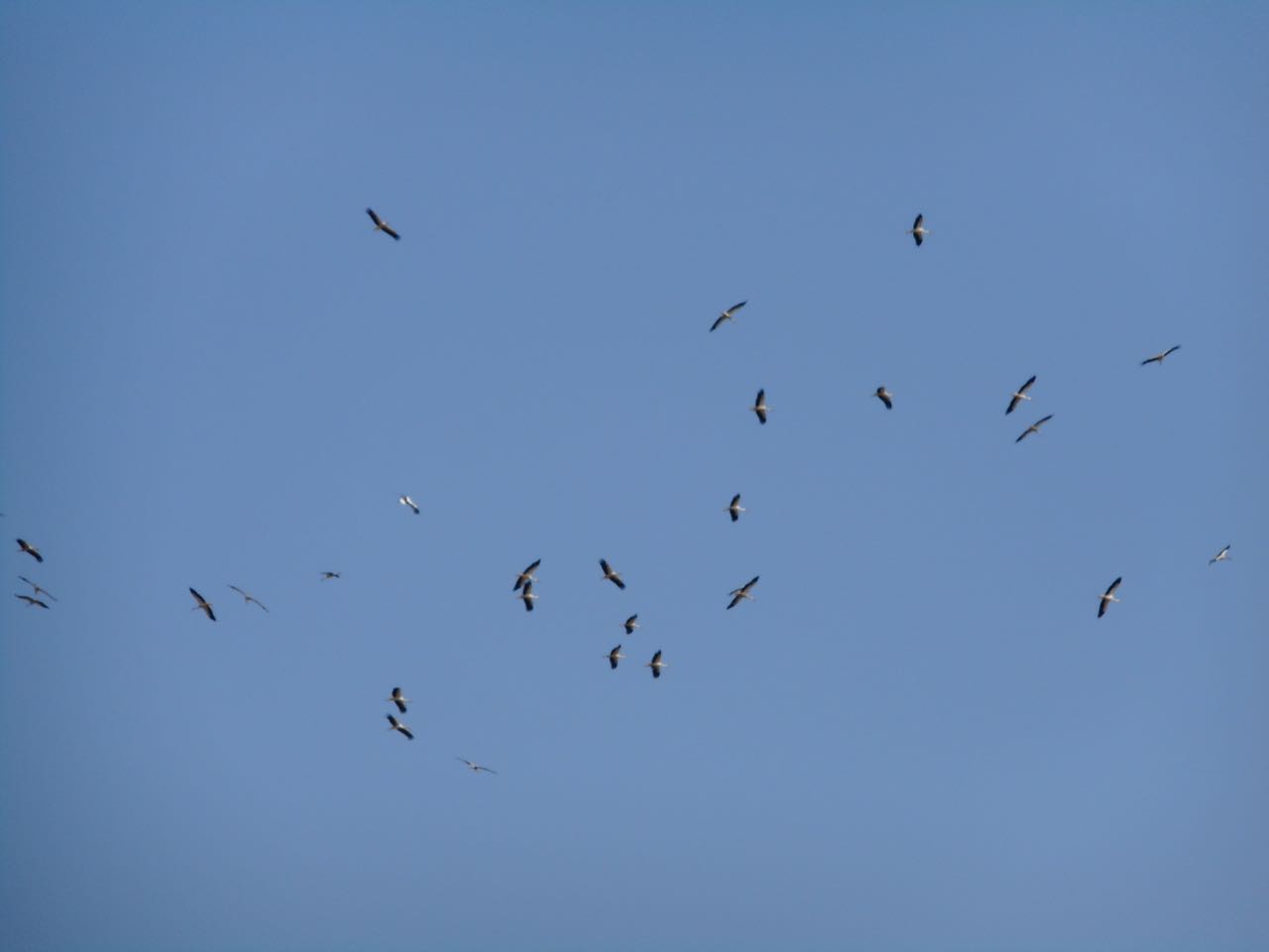 DSCN0911