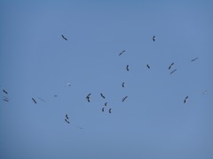 DSCN0911